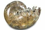 Polished Ammonite (Phylloceras) Fossil - Madagascar #283510-1